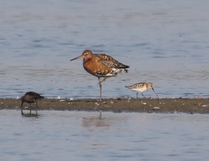 Little Stint