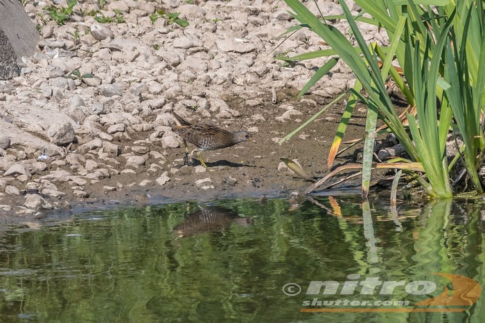 Spotted Crake