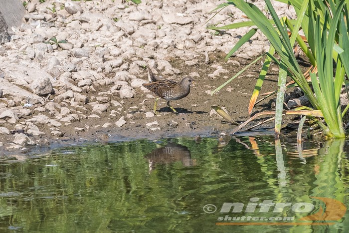 Spotted Crake