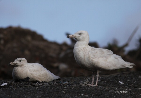 Glaucous Gull