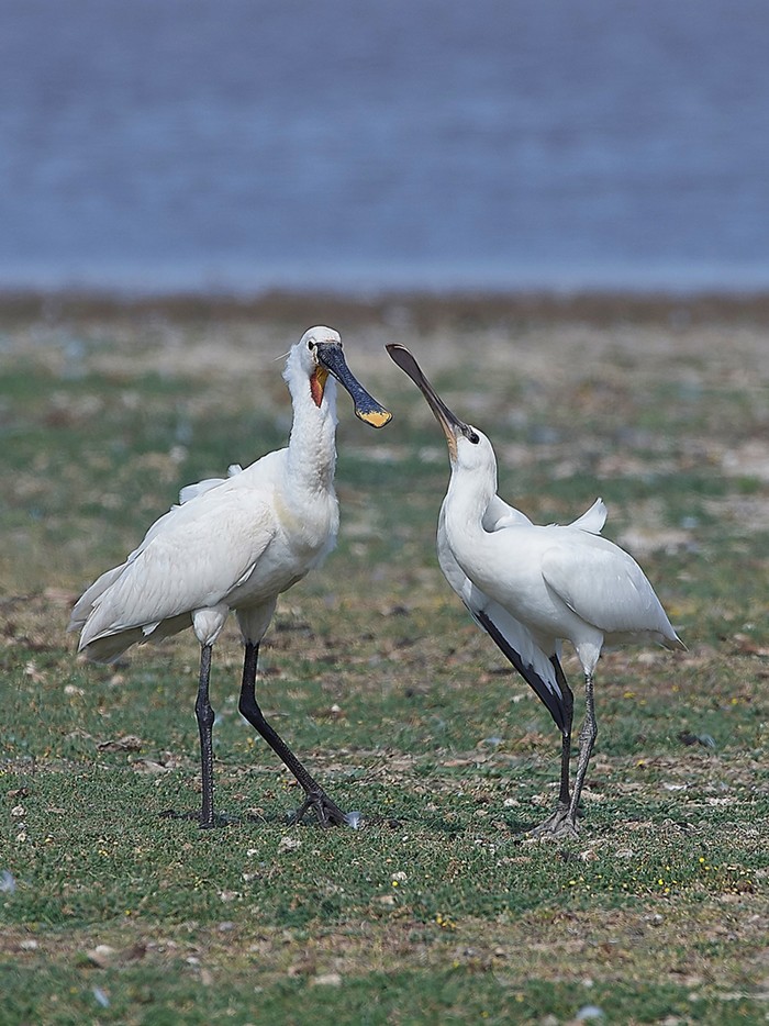 Spoonbill