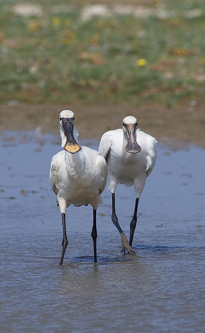 Spoonbill
