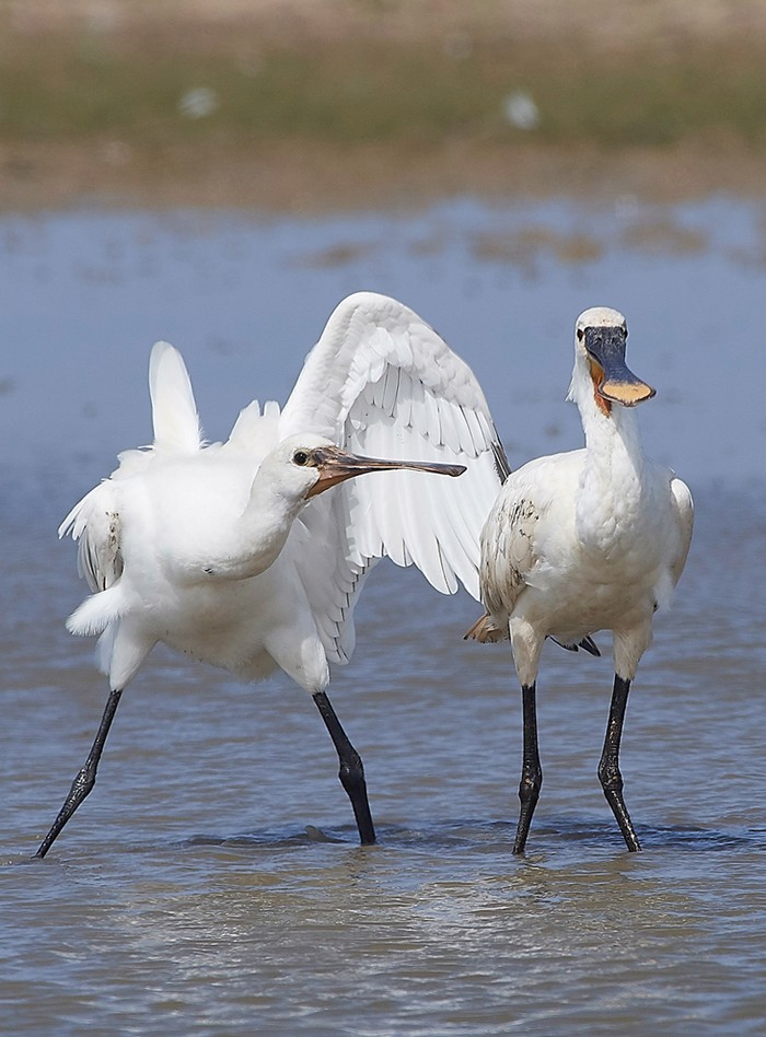 Spoonbill