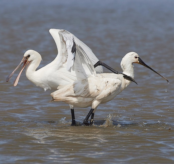 Spoonbill