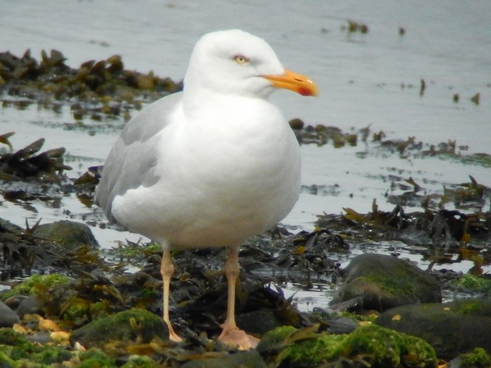 Yellow-legged Gull