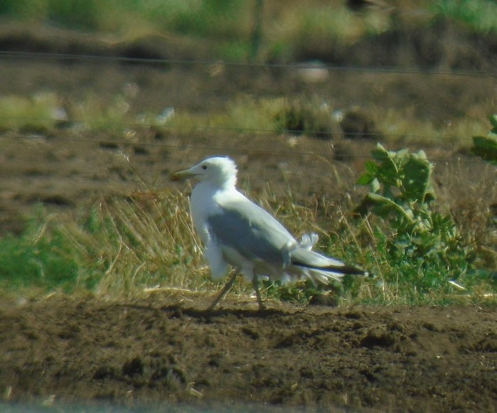 Caspian Gull