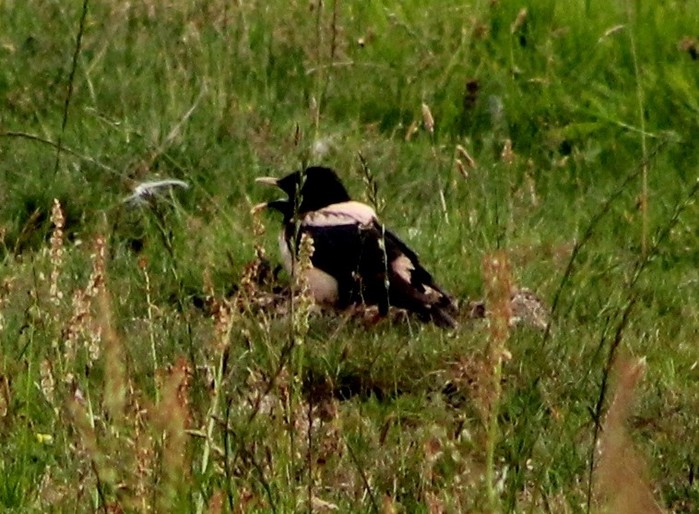 Rose-coloured Starling
