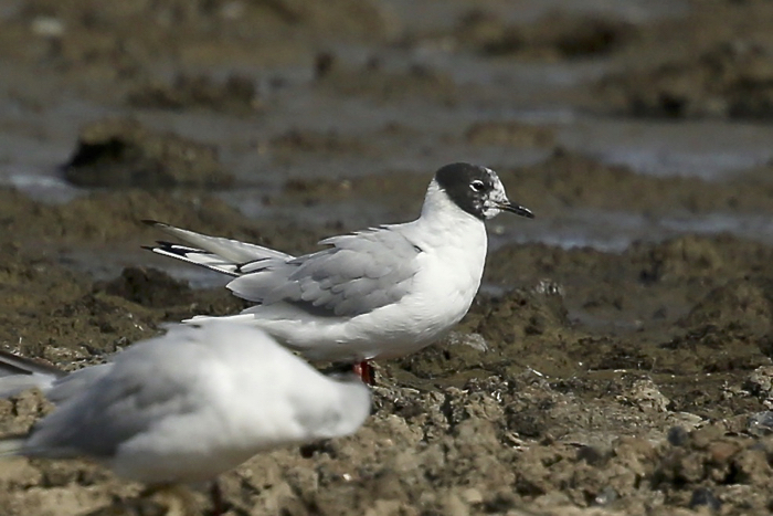 Bonaparte's Gull