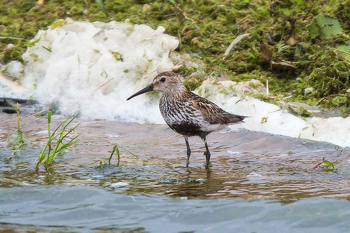 Dunlin
