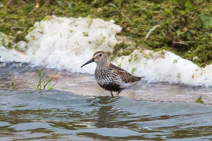 Dunlin