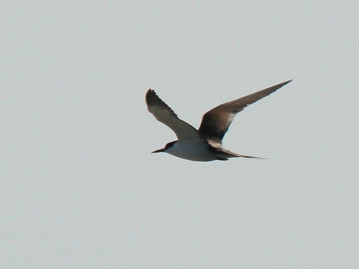 Sooty Tern