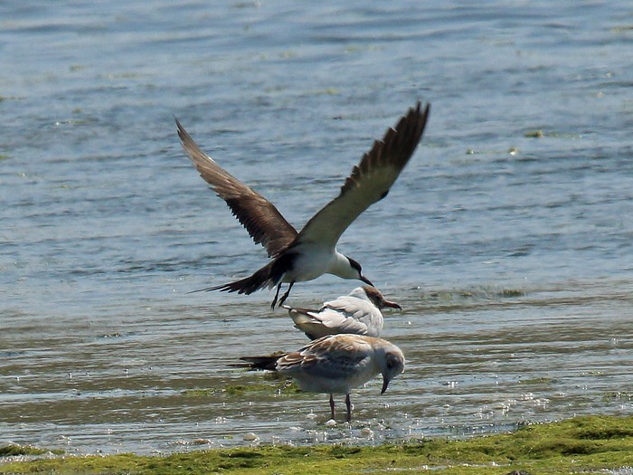 Sooty Tern