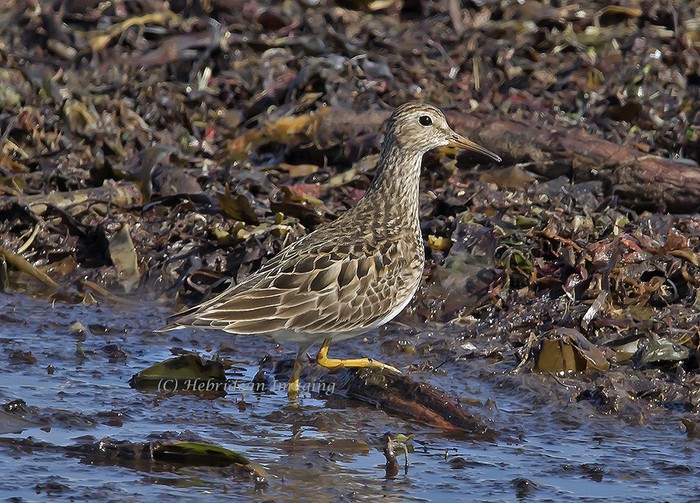 Pectoral Sandpiper