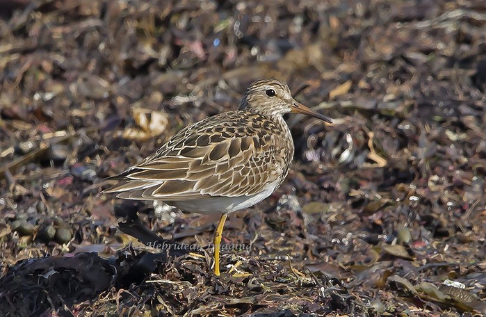 Pectoral Sandpiper