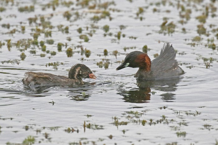 Little Grebe