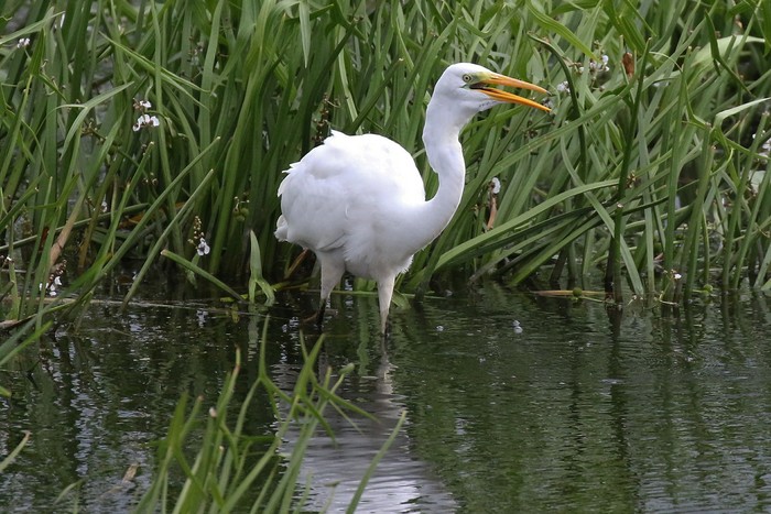 Great White Egret