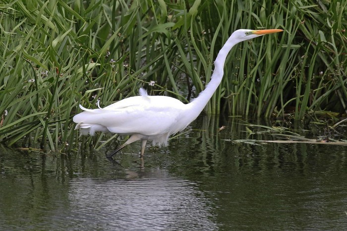 Great White Egret