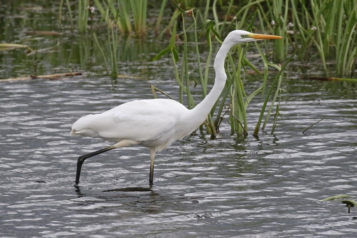 Great White Egret