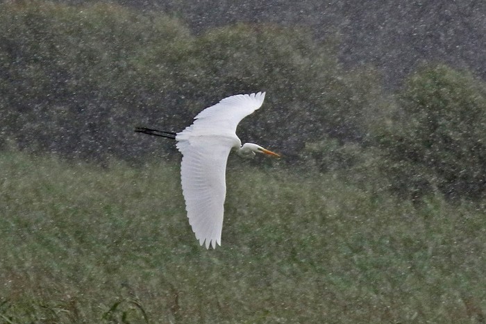 Great White Egret