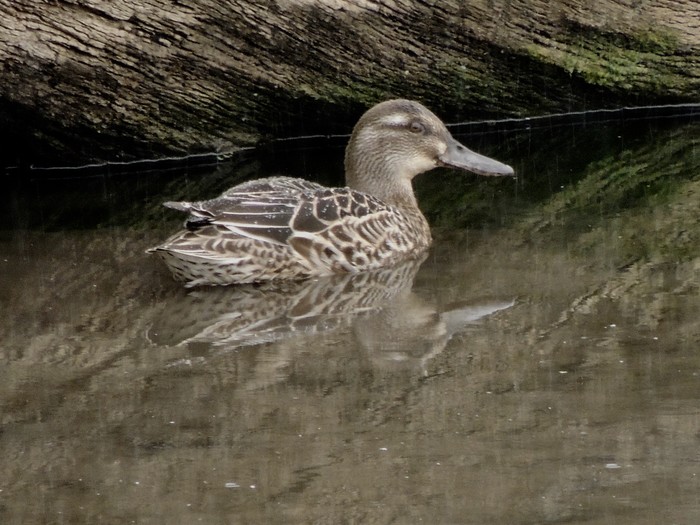 Garganey