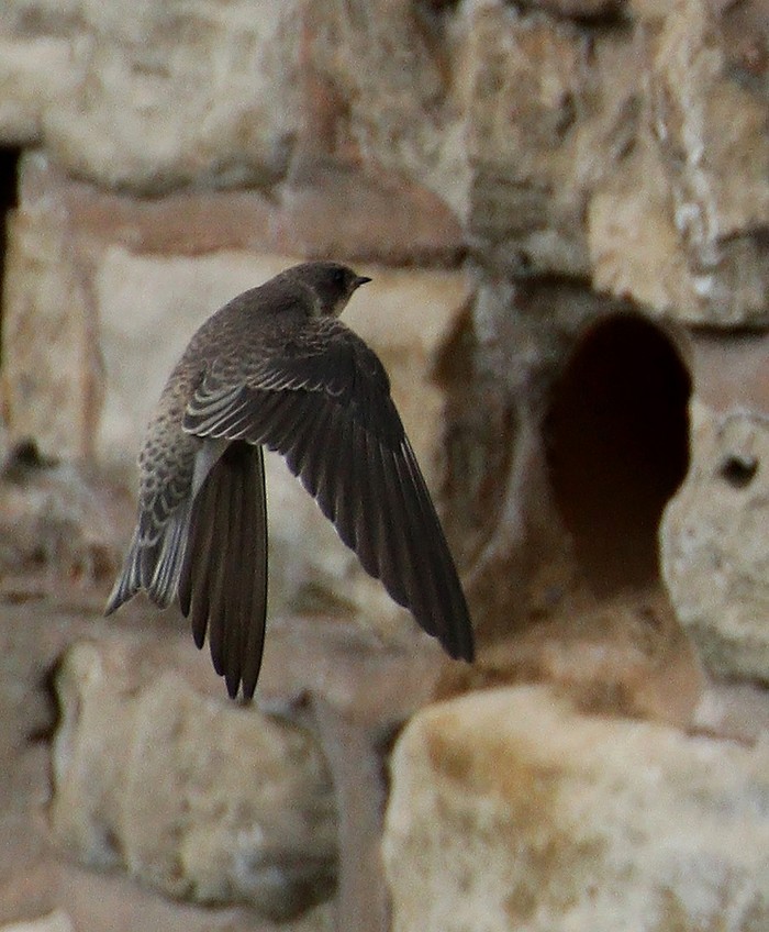 Sand Martin