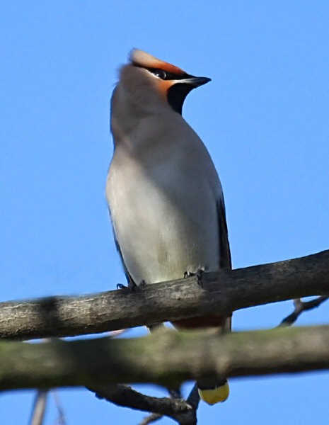 Waxwing