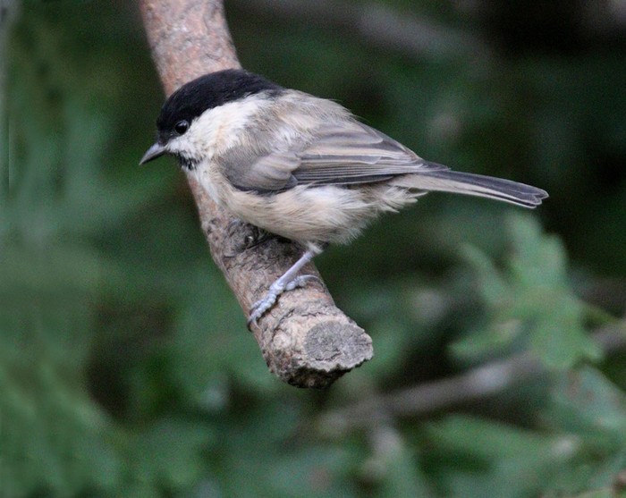 Willow Tit