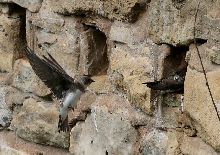 Sand Martin