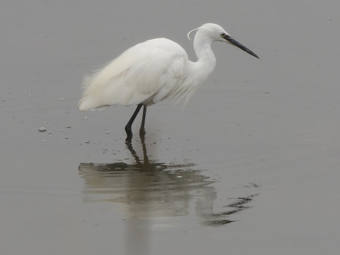 Little Egret