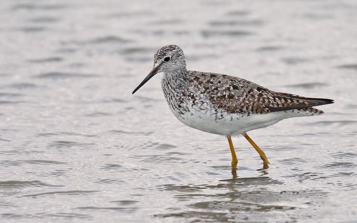 Lesser Yellowlegs