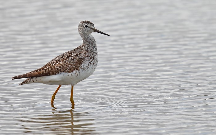 Lesser Yellowlegs