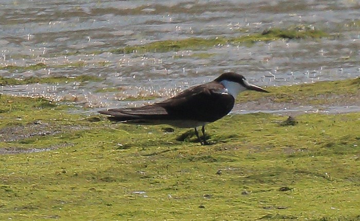 Sooty Tern