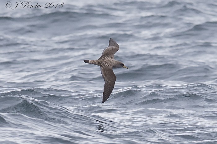 Cory's Shearwater