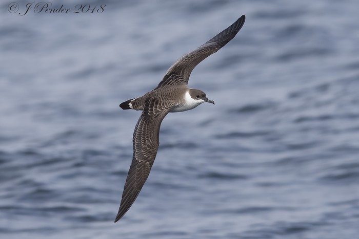 Great Shearwater
