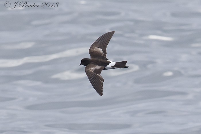 Wilson's Petrel