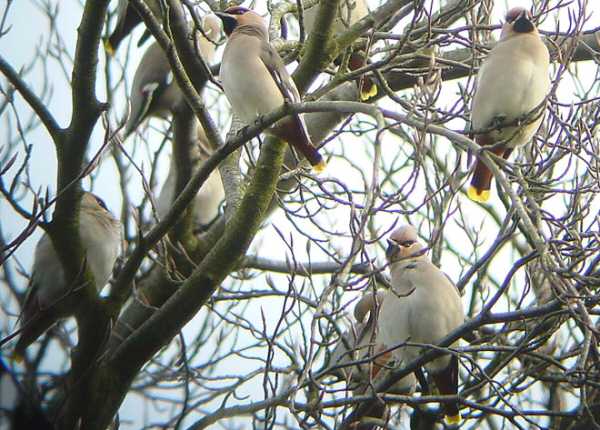 Waxwing