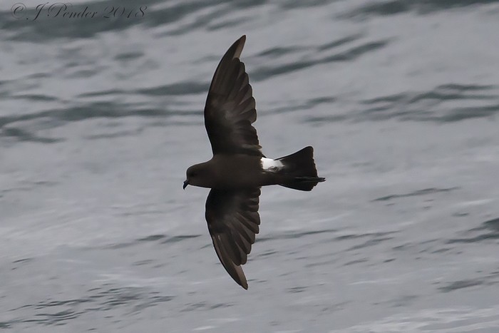 Wilson's Petrel