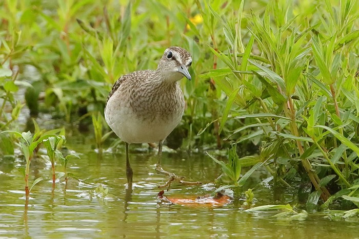 Wood Sandpiper