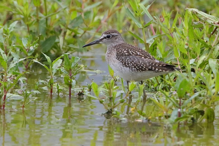 Wood Sandpiper