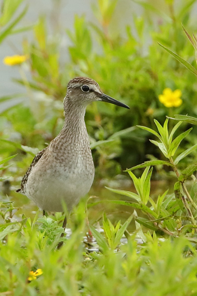 Wood Sandpiper