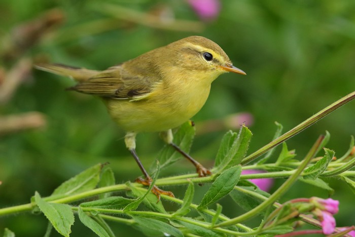 Willow Warbler
