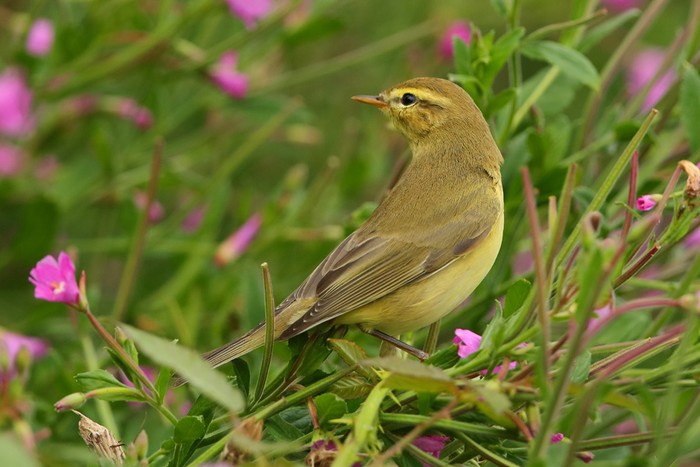 Willow Warbler