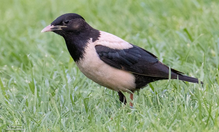 Rose-coloured Starling