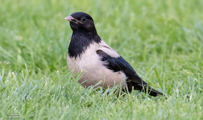 Rose-coloured Starling
