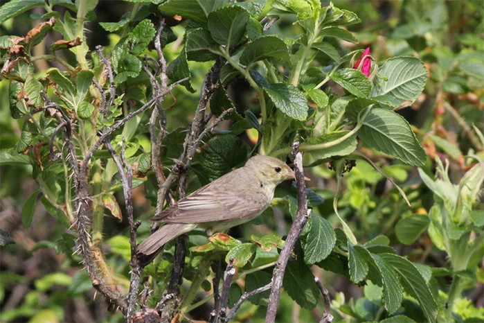 Icterine Warbler