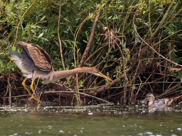 Purple Heron