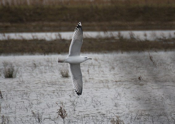 Caspian Gull