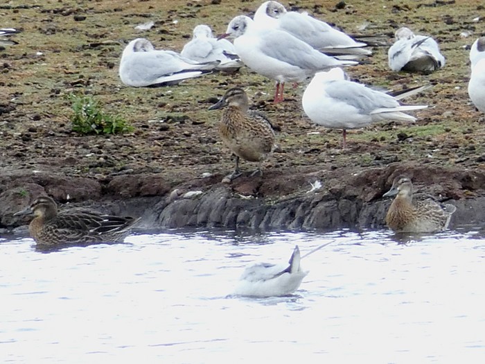 Garganey