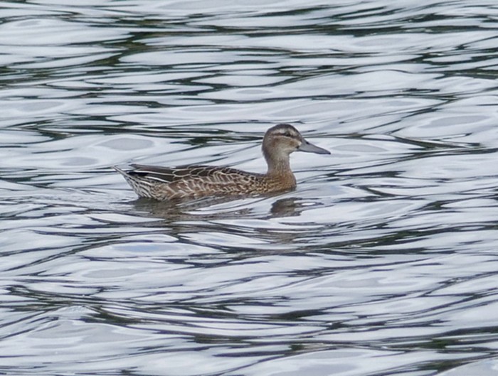 Garganey