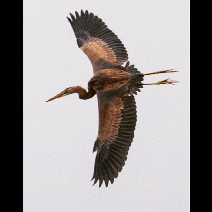 Purple Heron